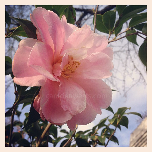 fearrington-village-camellias