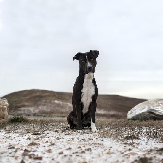 Percy. Impoundment #81483 // www.shannonjohnstone.com