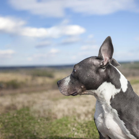 http://landfilldogs.com/